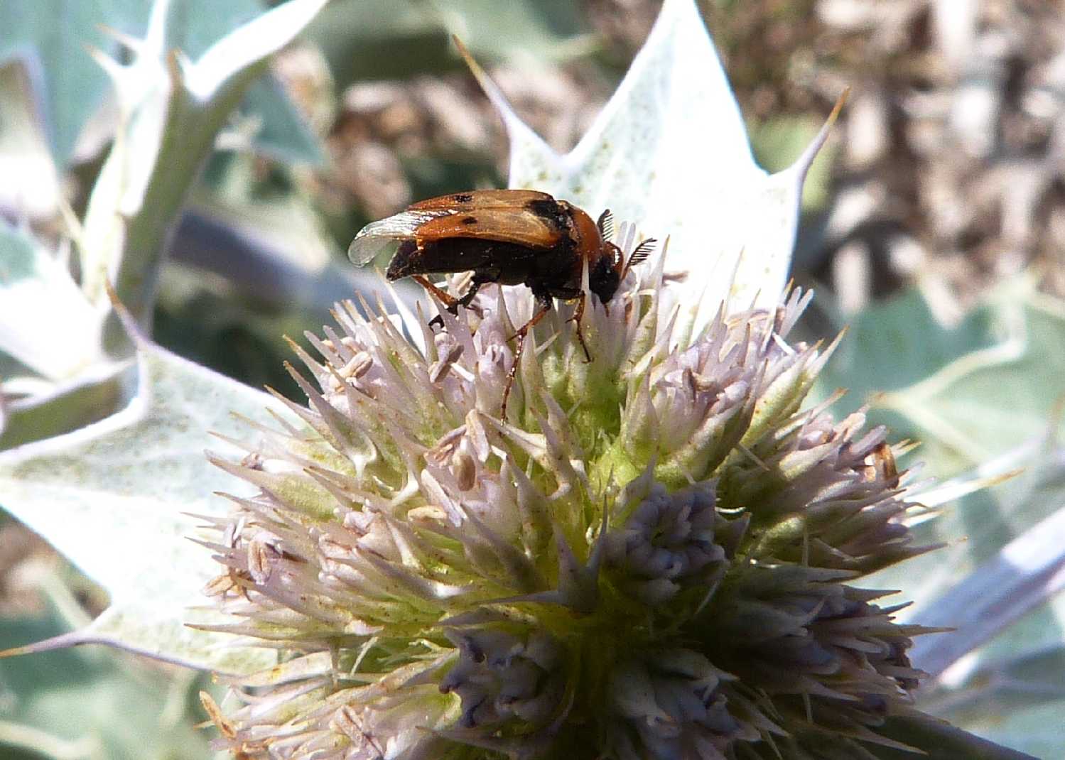 Macrosiagon tricuspidatum? (Rhipiphoridae)